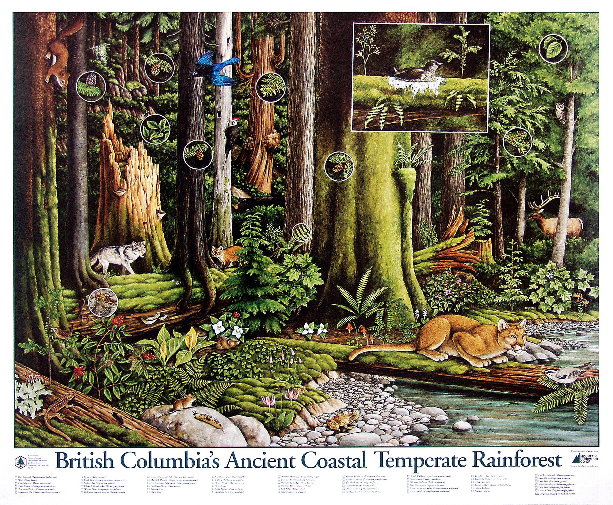 A poster with a diagram of animals and plants in an old-growth forest. These include birds, pinecones and cougars. Text on the image says "British Columbia's Ancient Coastal Temperate Rainforest." End of image description.