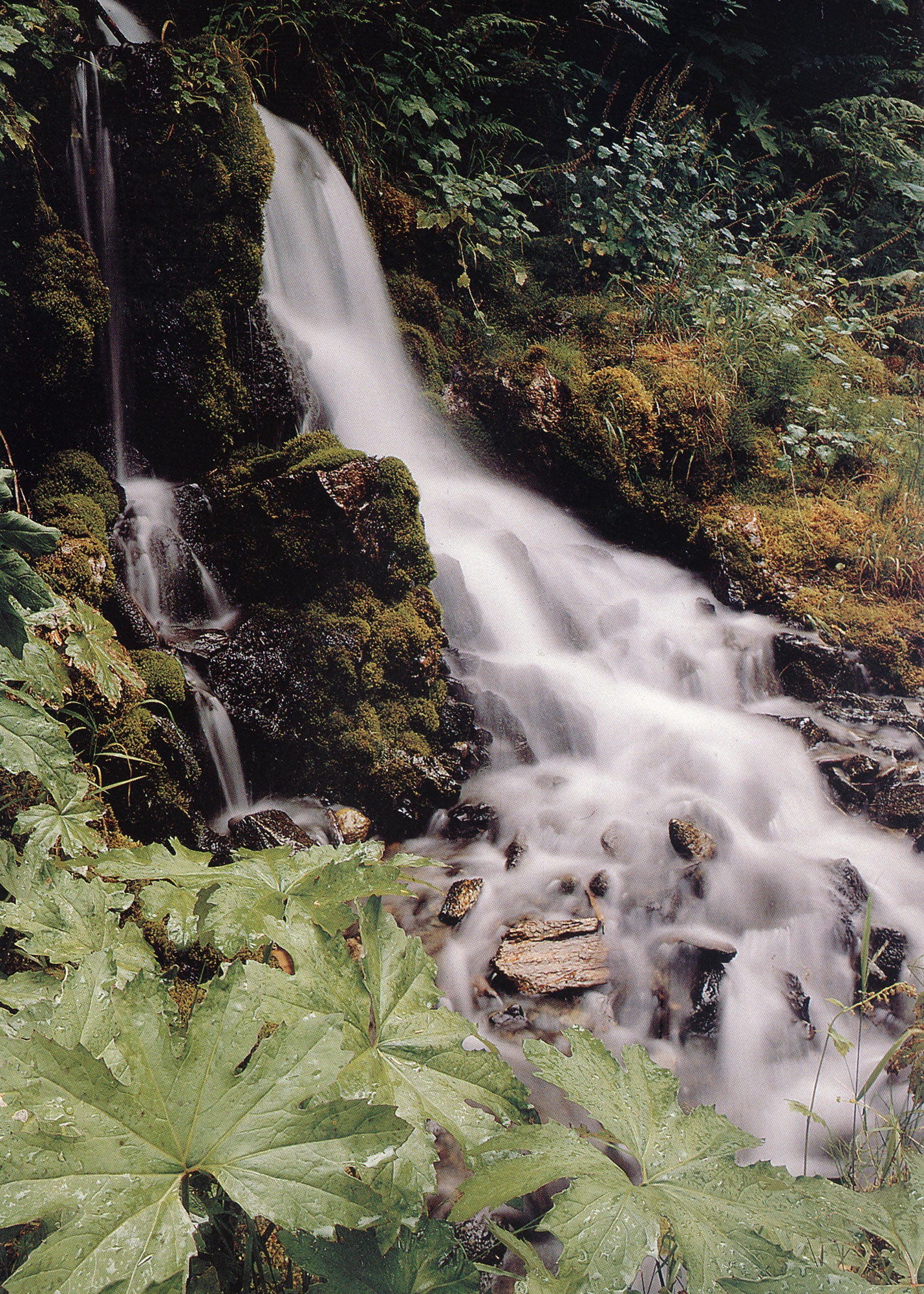 A shot of a waterfall, surrounded by foliage and mossy rocks. End of image description.