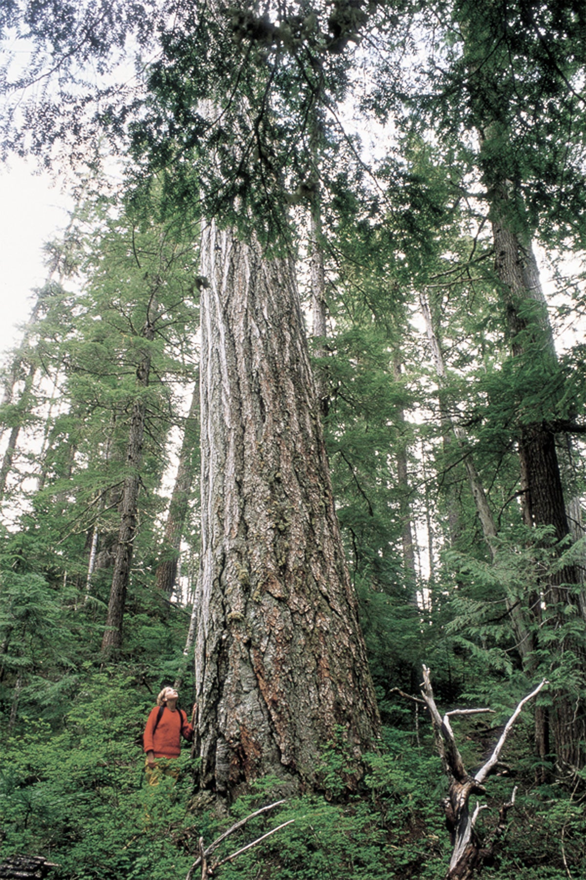 A photograph of a person standing next to a large old-growth tree. End of image description.