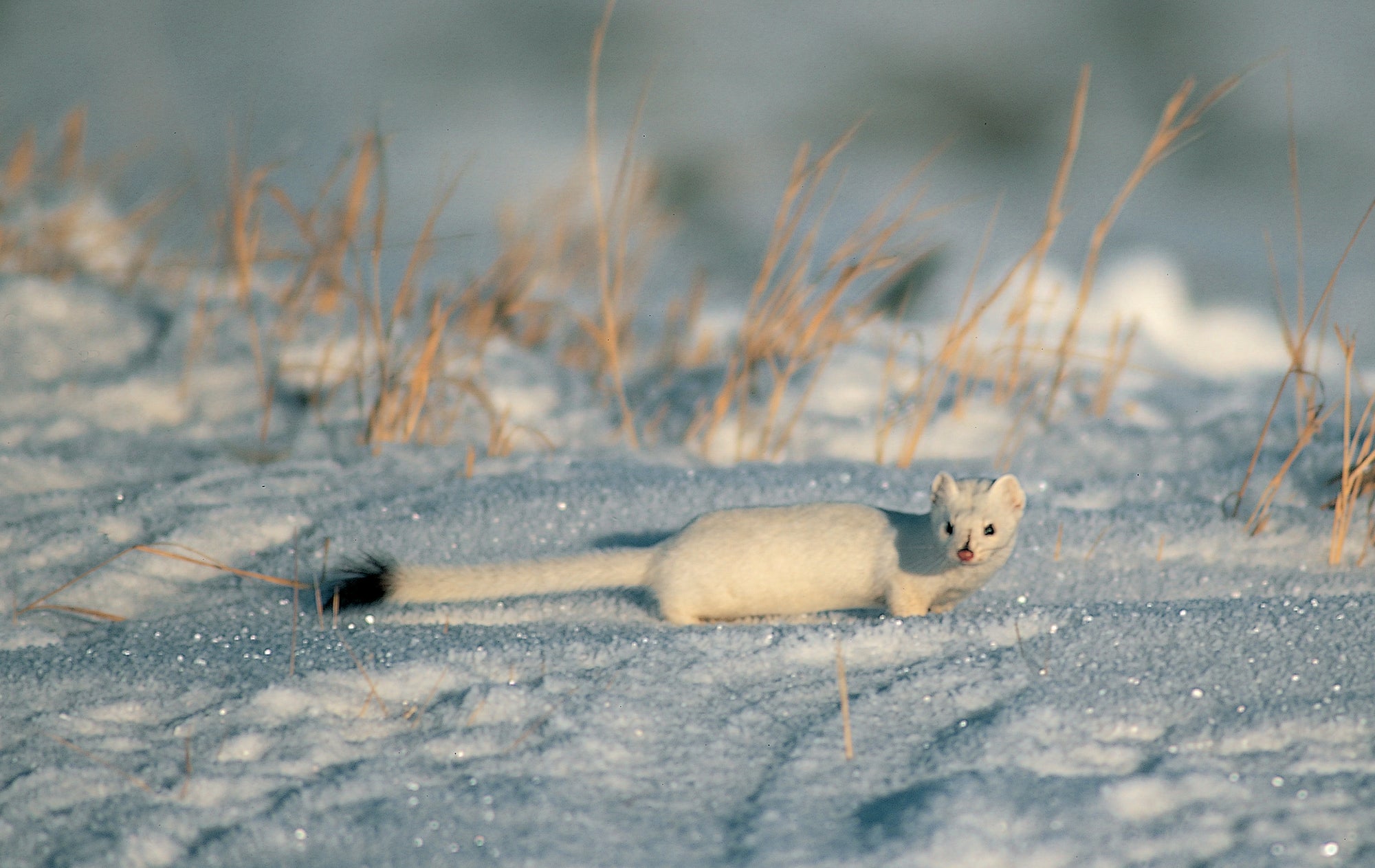 A long tailed weasel in the snow. End of image description. 
