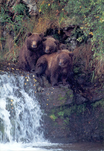 Three grizzly bear cubs sitting near a waterfall. End of image description.