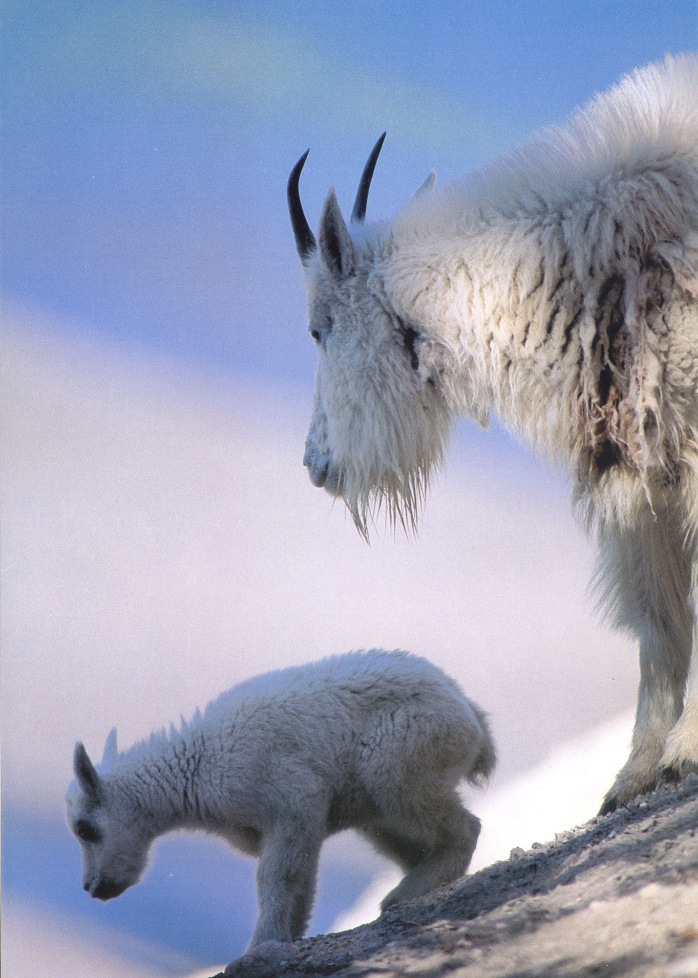 A mountain goat with its baby. End of image description.