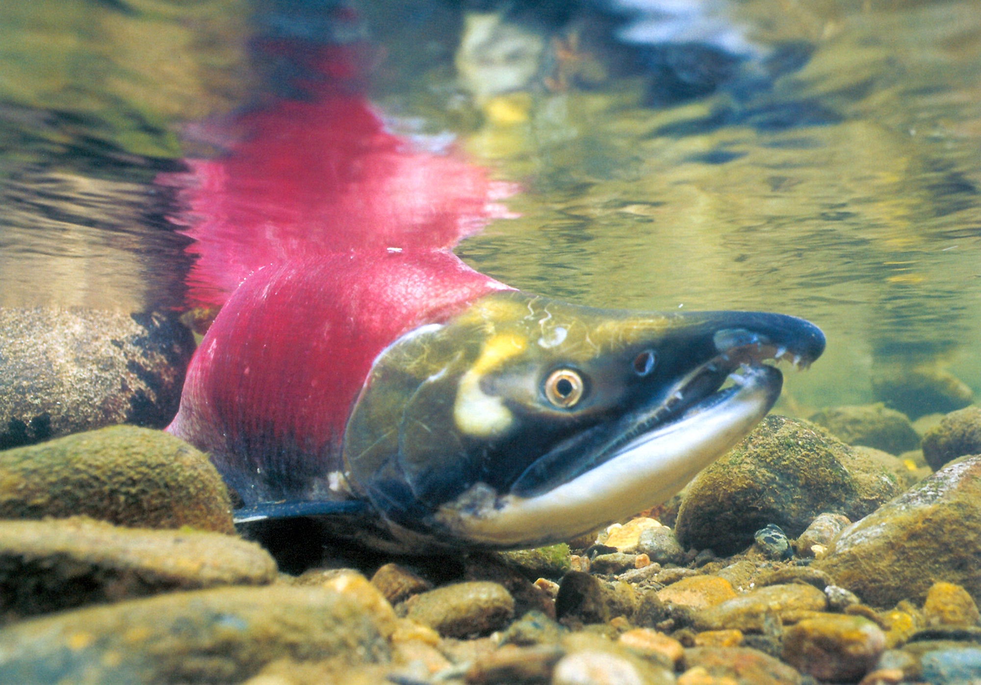A red salmon swimming underwater. End of image description. 