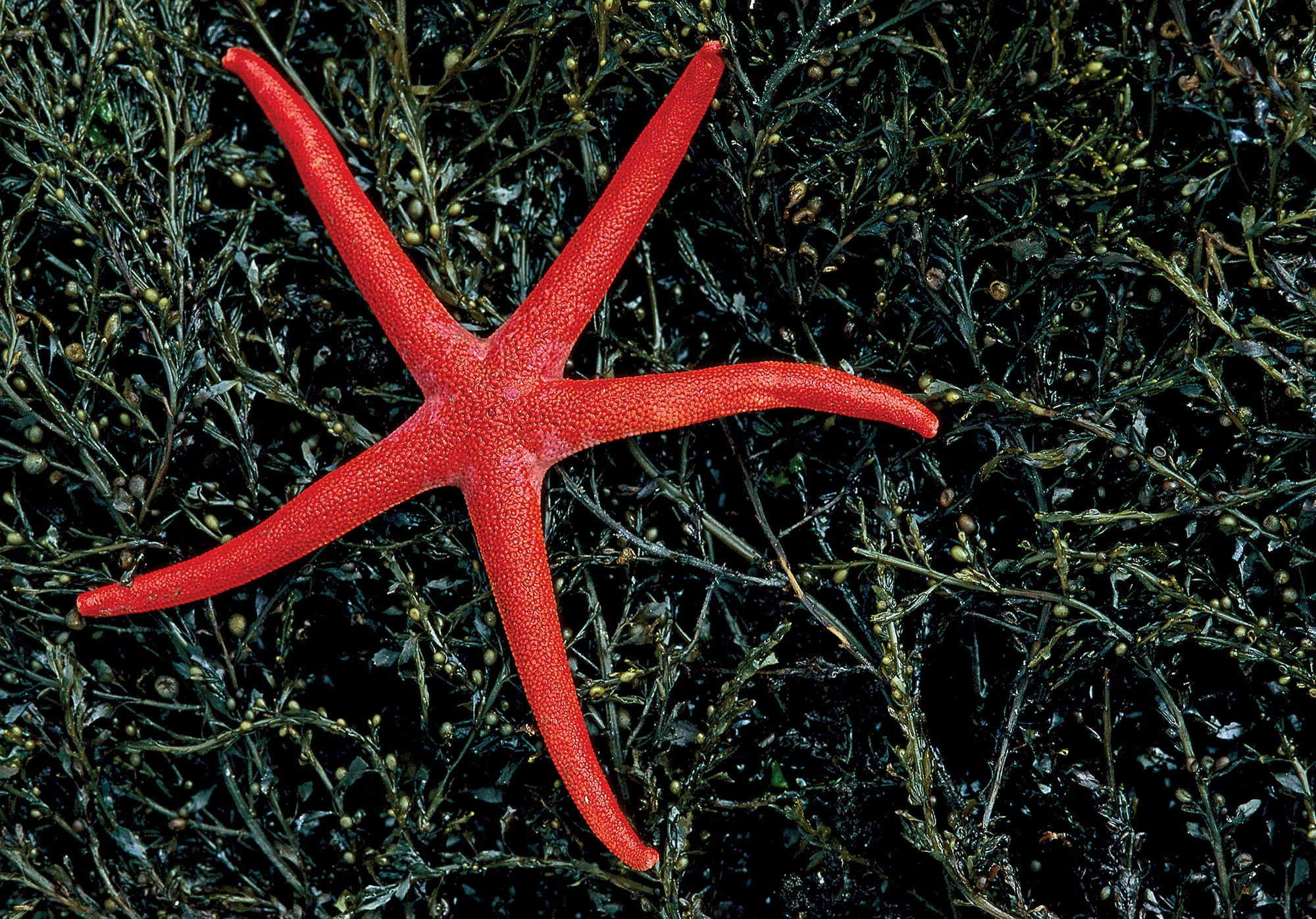 A starfish on a bed of kelp. End of image description.