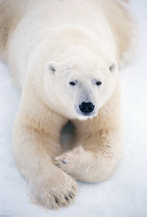 Portrait of a polar bear lying down on the snow. End of image description.