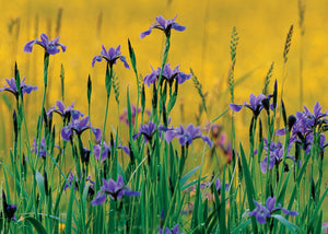 Patch of western blue flag irises.