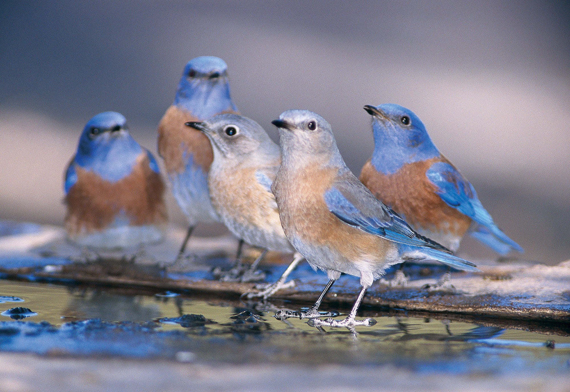 A group of western bluebirds sitting near water. End of image description.