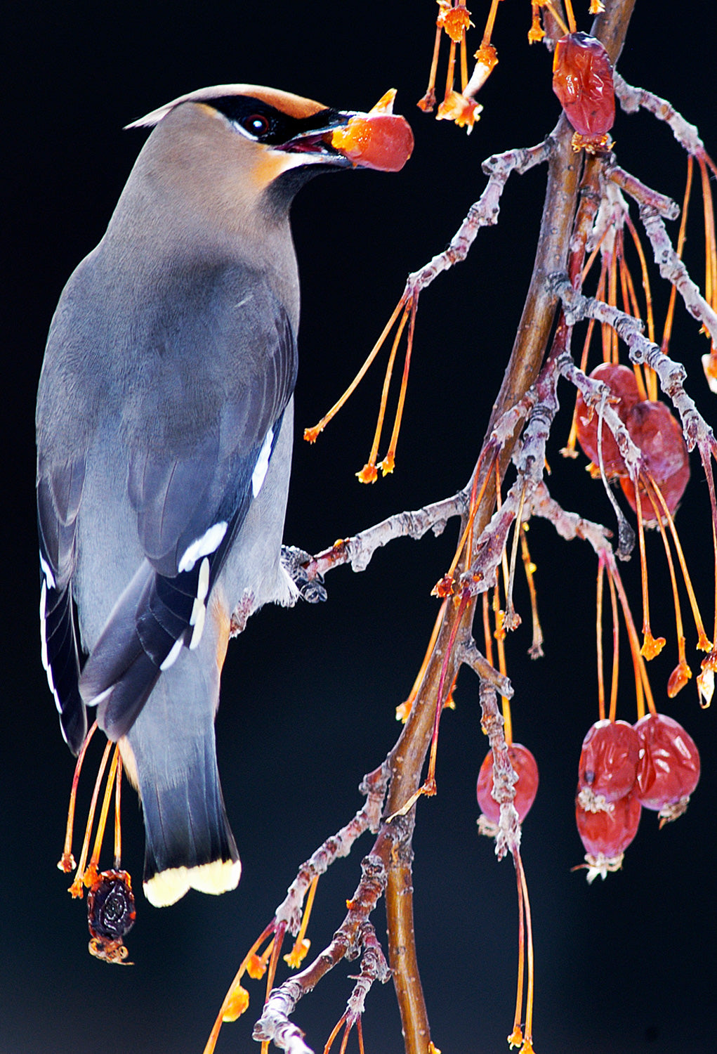 A bohemian waxwing bird eating berries off of an icy tree branch. End of image description.