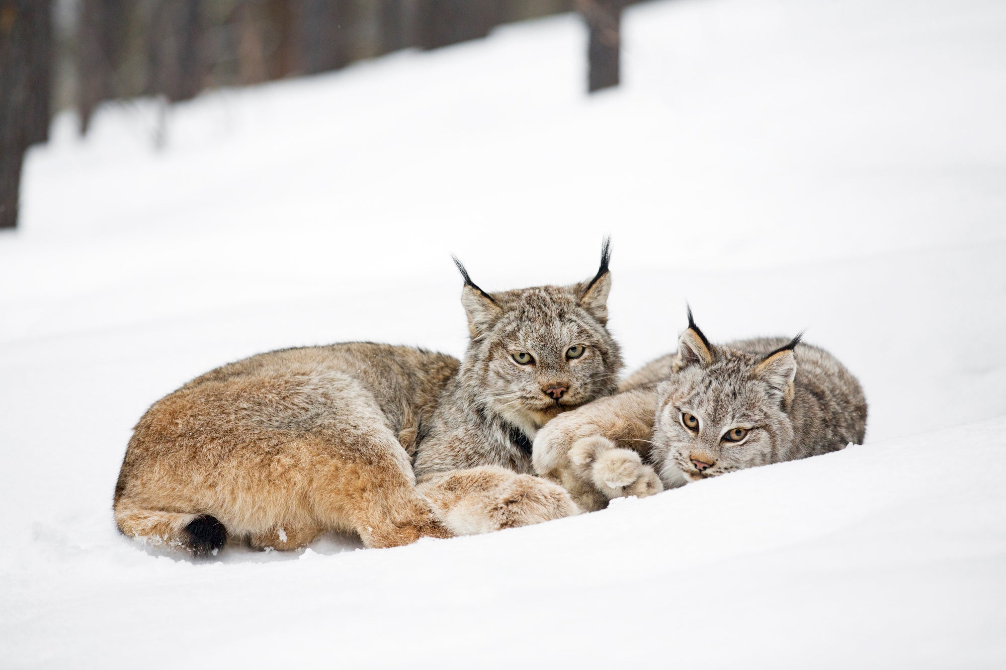 Two Canada lynx sitting on a snowbank. End of image description.