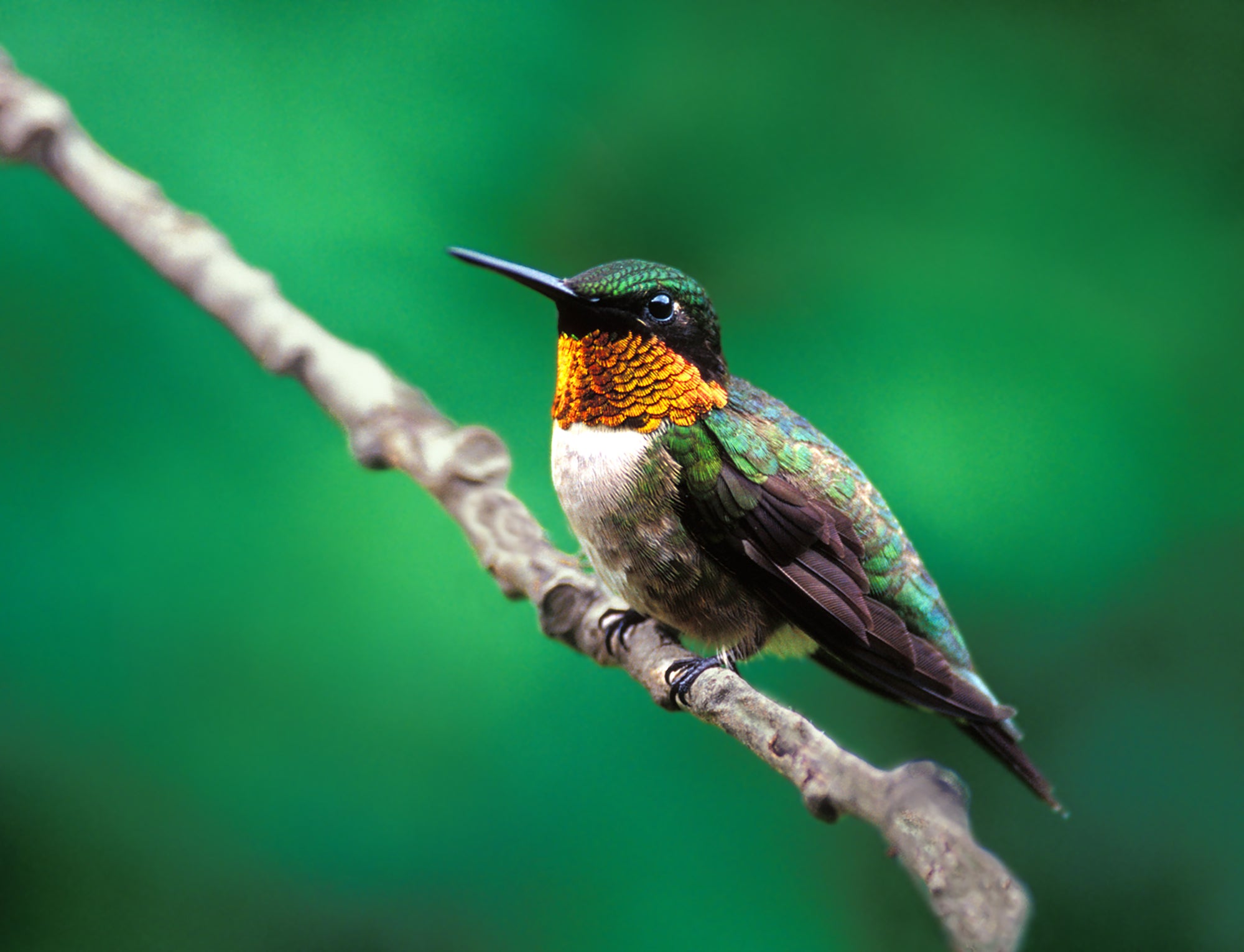 A hummingbird perched on a branch. End of image description.