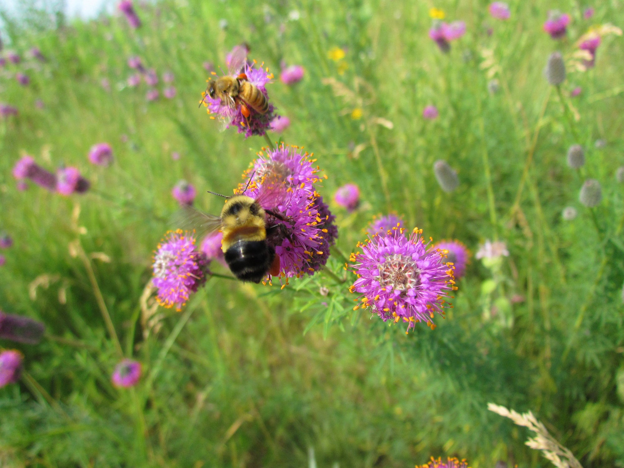 A bumblebee resting on a flower. End of image description. 