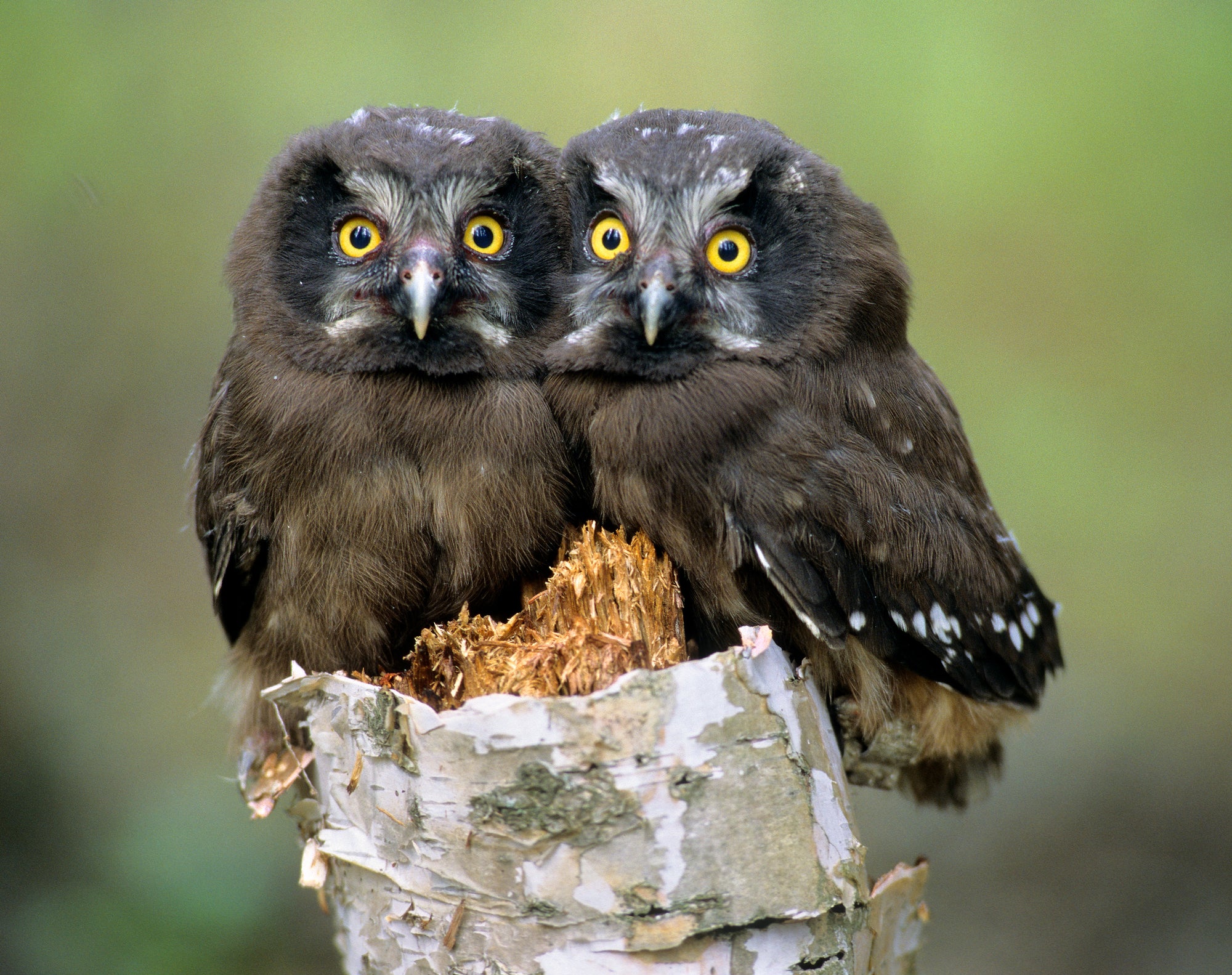 A pair of boreal owl chicks huddling together on a tree. End of image description.