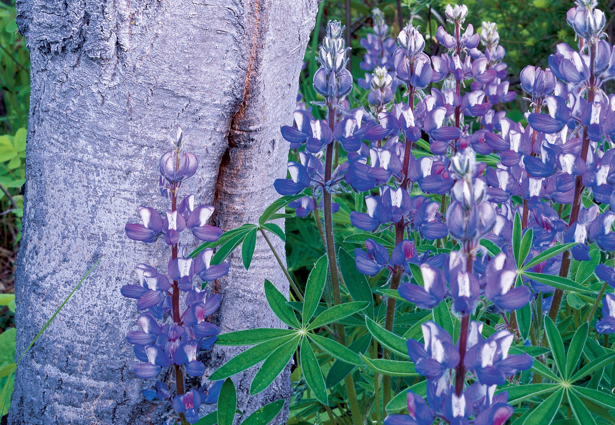 Aspen tree with purple lupin flowers growing next to it. End of image description.