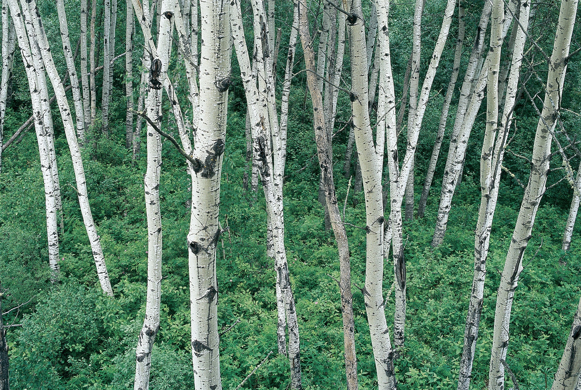 Rows of aspen trees in the woods. End of image description.