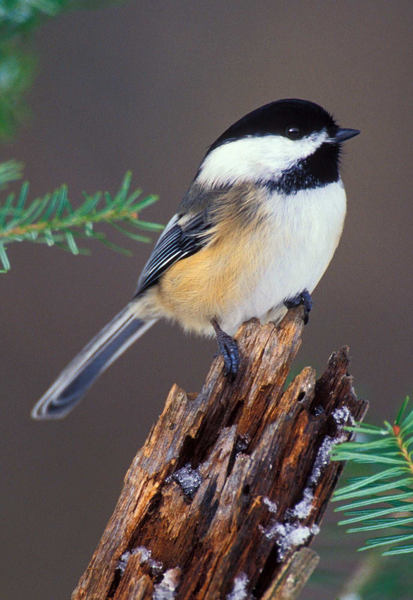 A black-capped chickadee sitting on a slightly icy branch. End of image description.