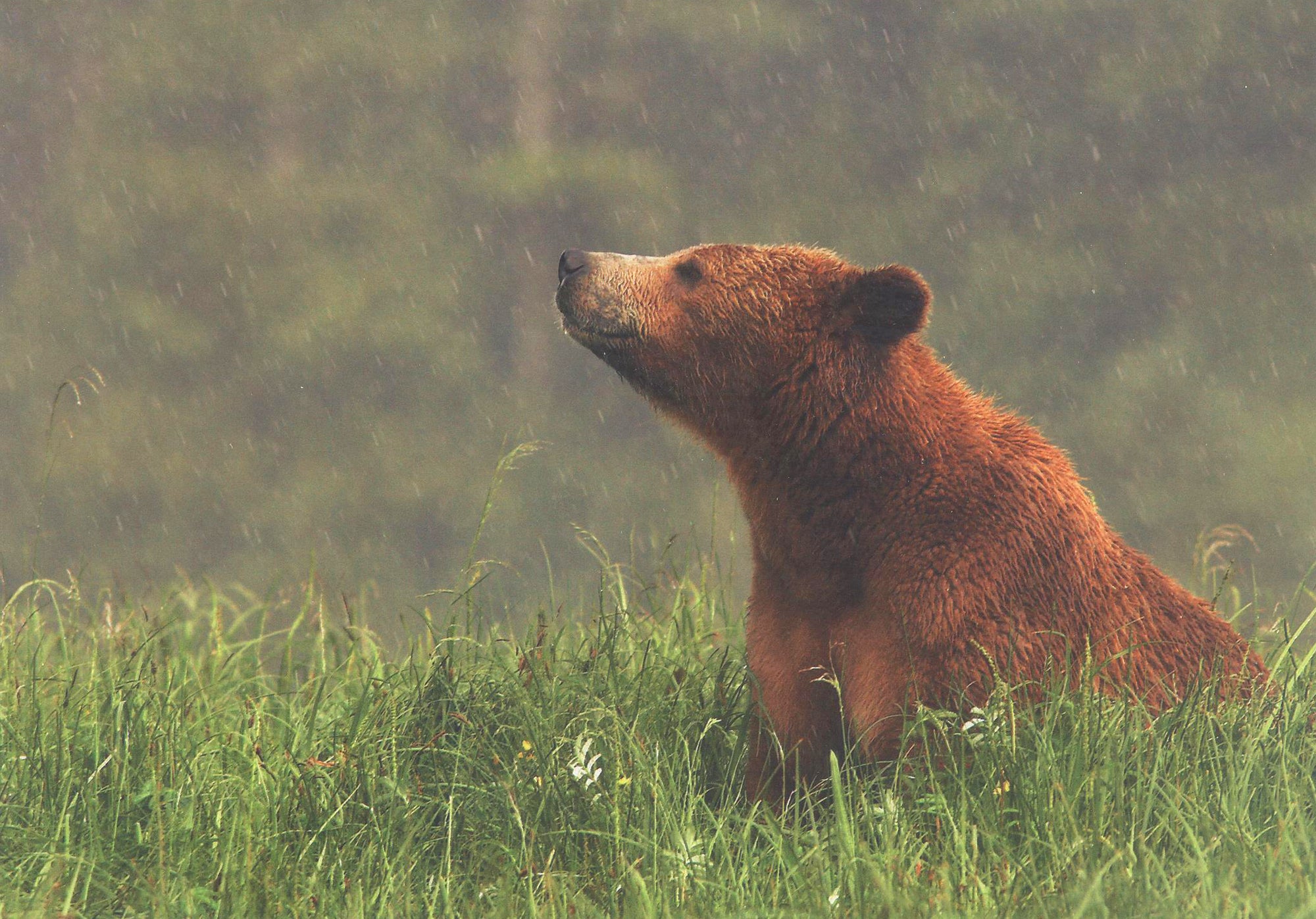 A photo of a grizzly bear sitting on a bed of grass in the rain. End of image description.