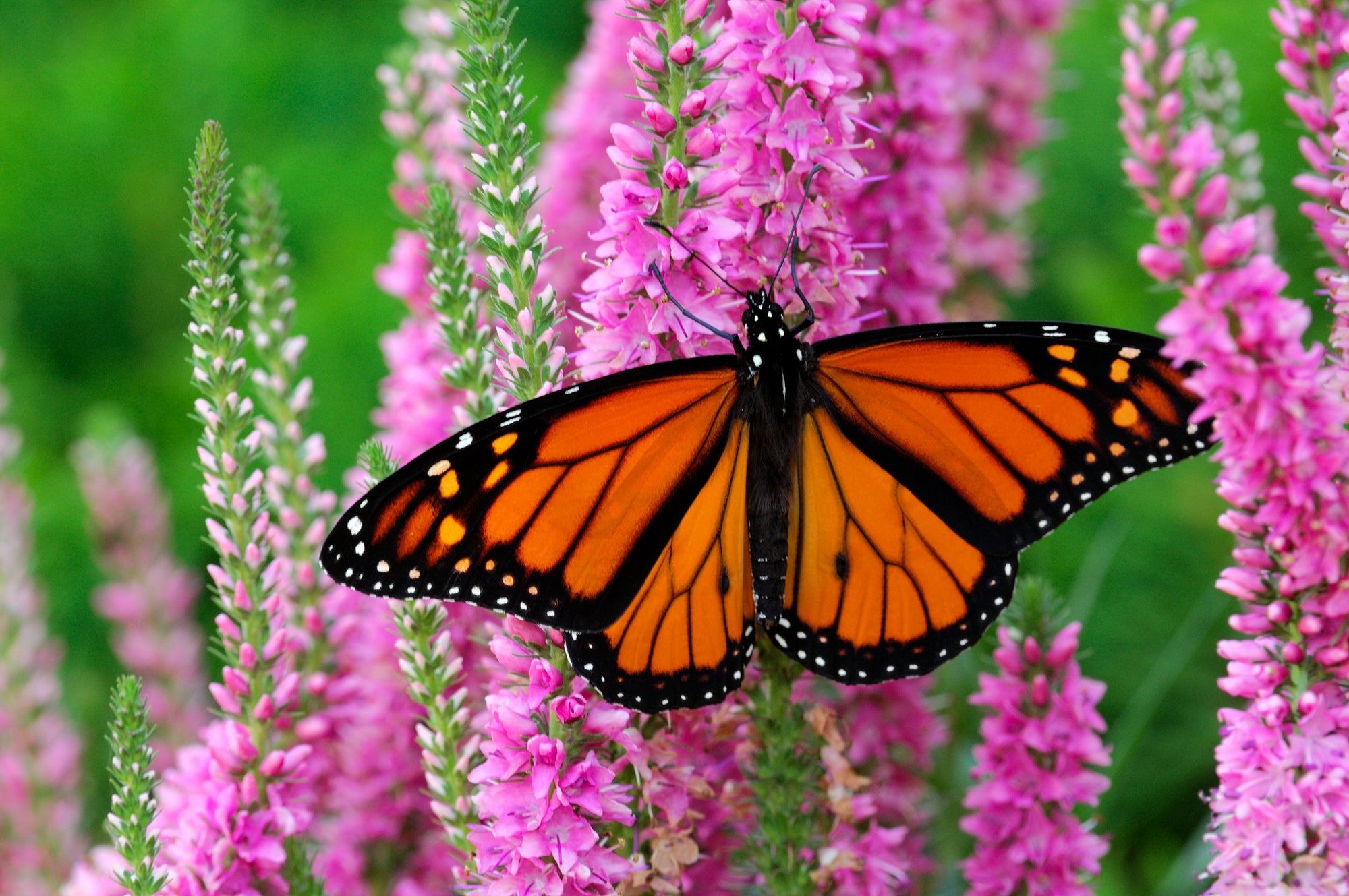 A monarch butterfly sitting on flowers. End of image description.