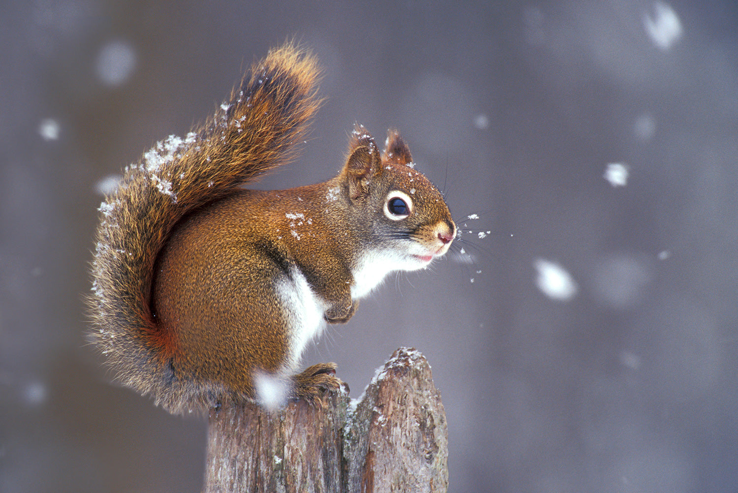 A red squirrel sitting on a branch in the middle of a snowfall. End of image description.