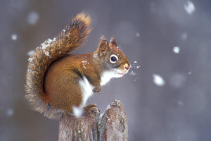 Red squirrel perched on a stump with snowflakes falling around it. End of image description.