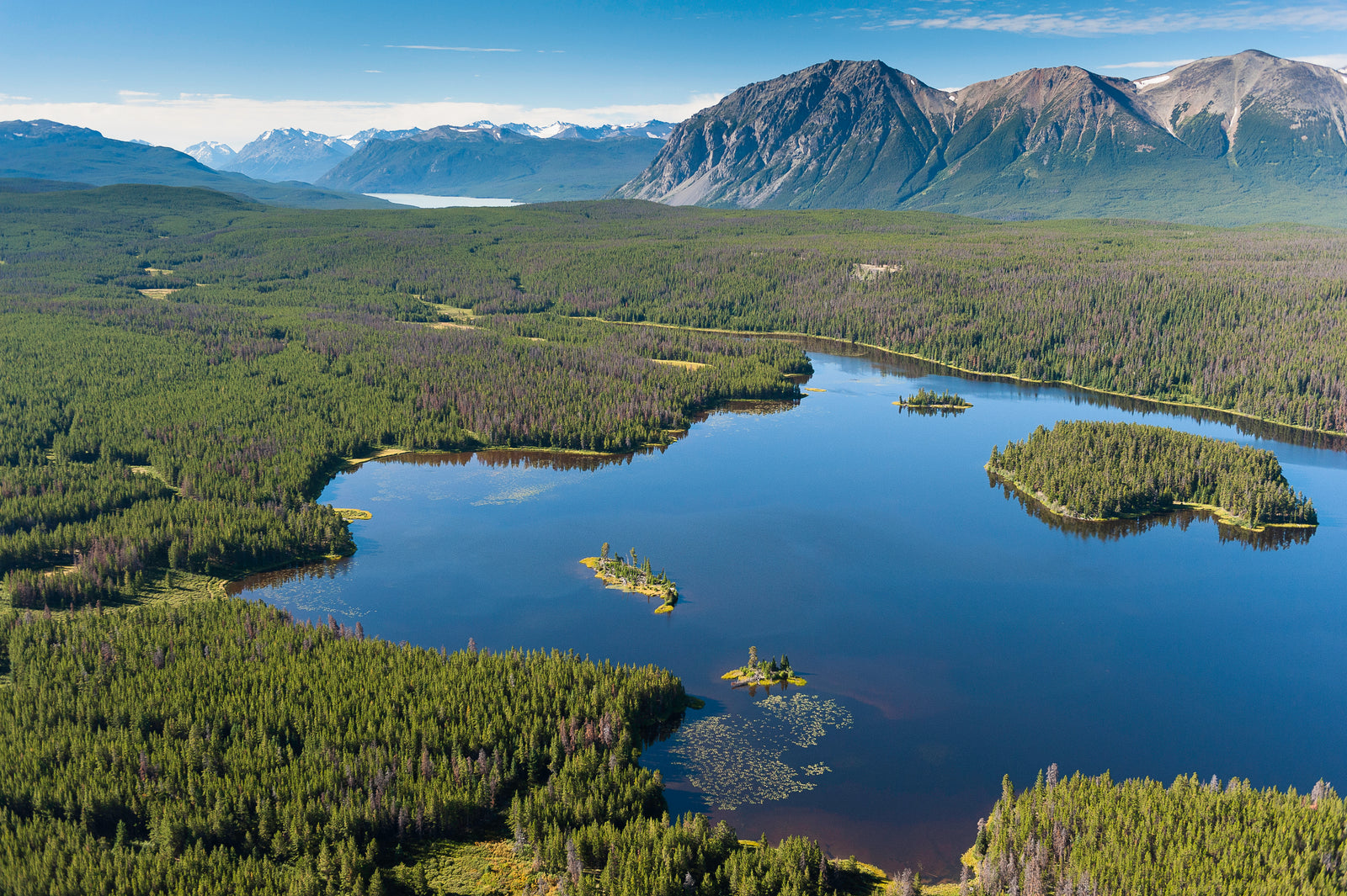 A Bird's Eye View