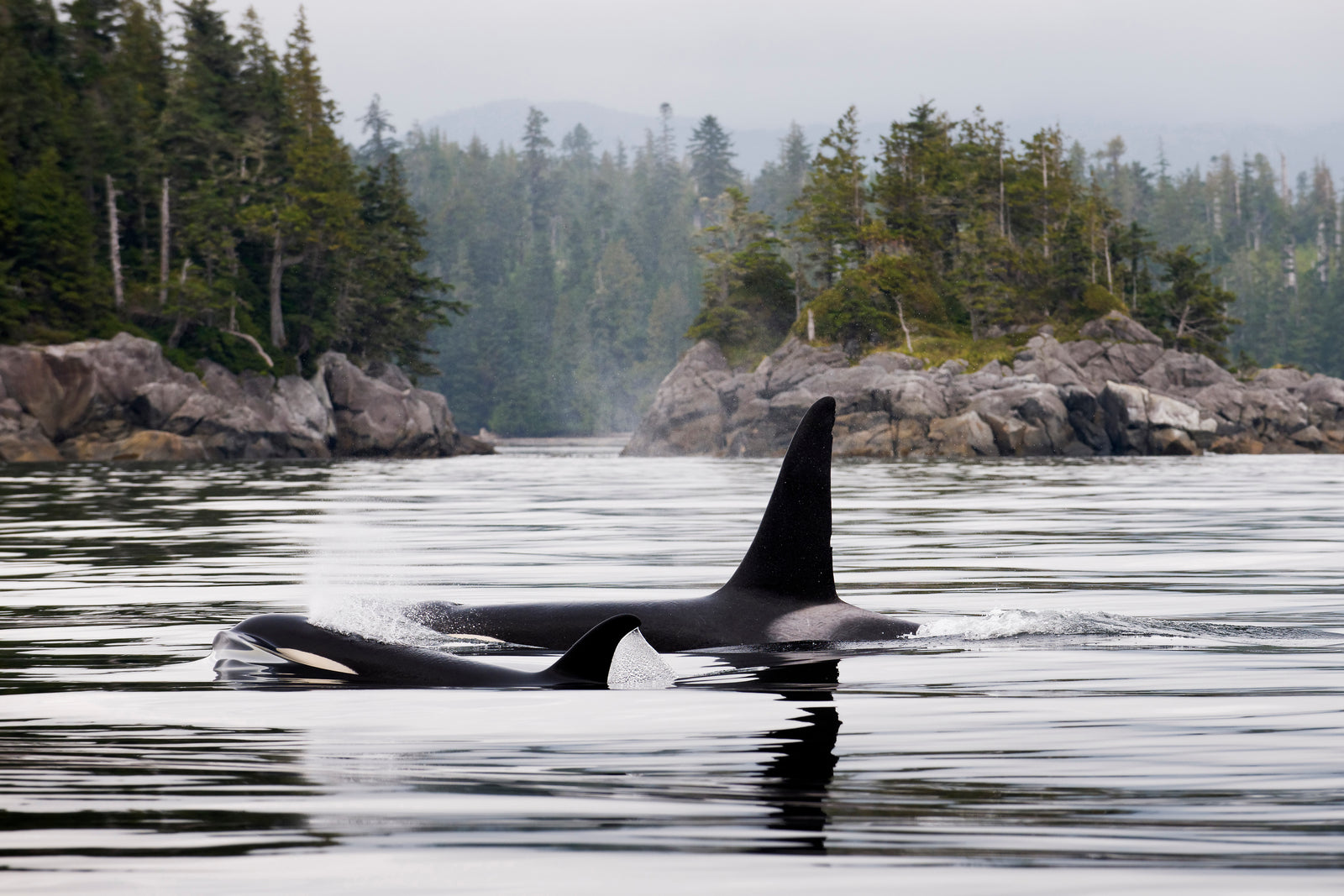 Save the Whales