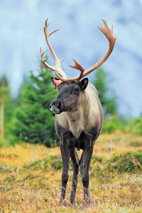 Wildlife cards Tagged 