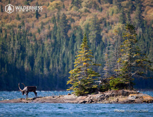 2024 Wild Canada Endangered Species and Spaces Calendar