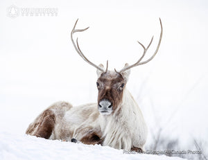 2025 Wild Canada Endangered Species and Spaces Calendar