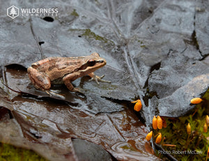 2025 Wild Canada Endangered Species and Spaces Calendar