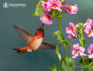 2025 Wild Canada Endangered Species and Spaces Calendar