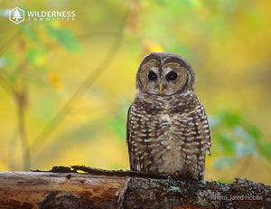 2025 Wild Canada Endangered Species and Spaces Calendar