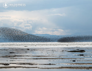 2026 Wild Canada Endangered Species and Spaces Calendar