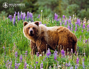 2026 Wild Canada Endangered Species and Spaces Calendar
