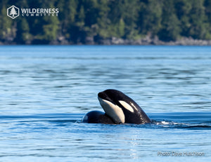 2026 Wild Canada Endangered Species and Spaces Calendar