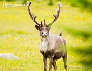 2027 Wild Canada Endangered Species and Spaces Calendar