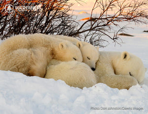 2027 Wild Canada Endangered Species and Spaces Calendar