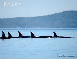 2027 Wild Canada Endangered Species and Spaces Calendar