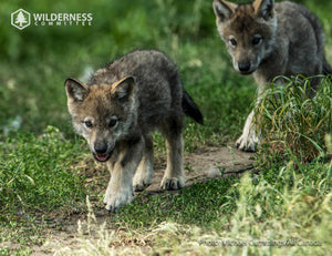 2027 Wild Canada Endangered Species and Spaces Calendar