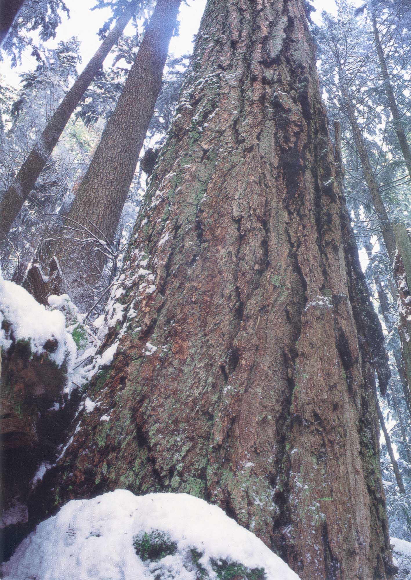 Ancient Douglas fir Seymour