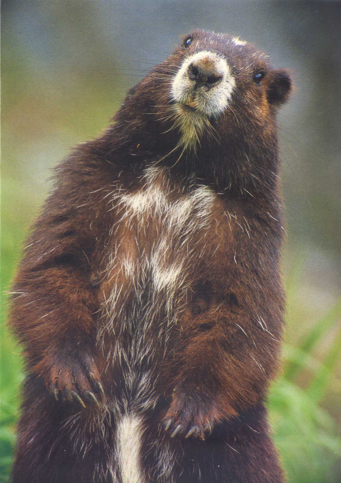 Vancouver Island marmot