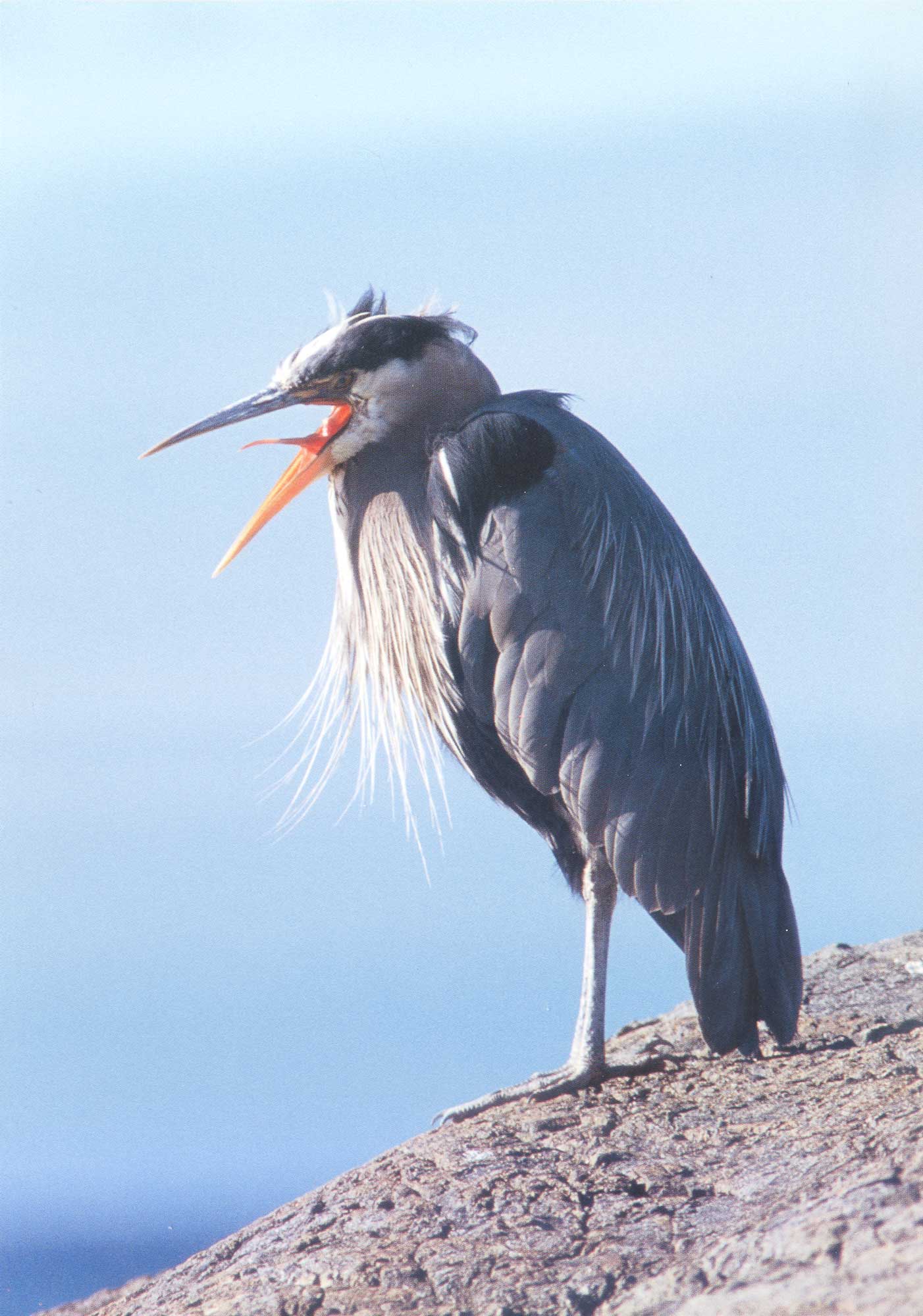 Great blue heron
