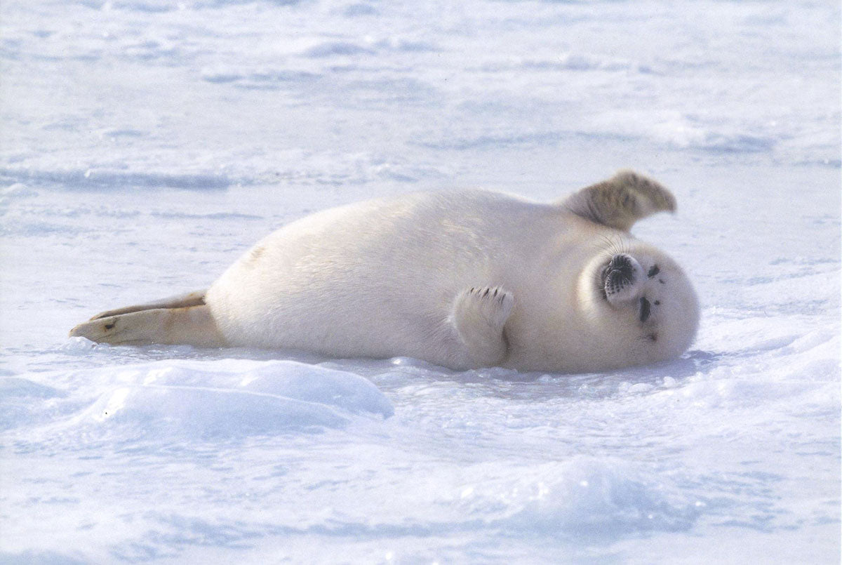 Winter wildlife card set