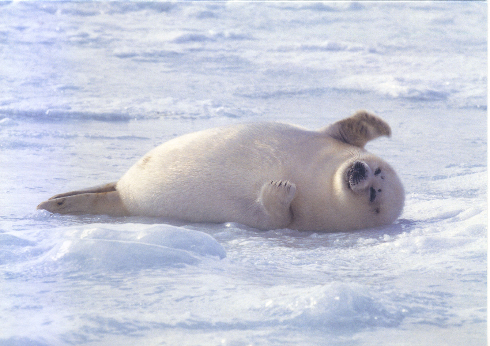 Harp Seal Pup