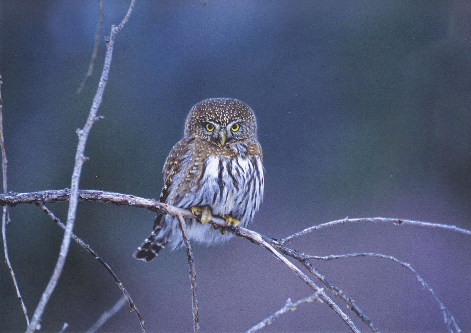 Northern Pygmy Owl card