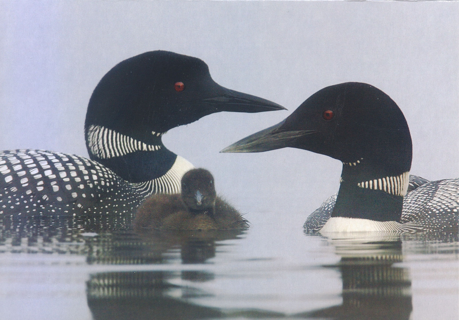 Common loon