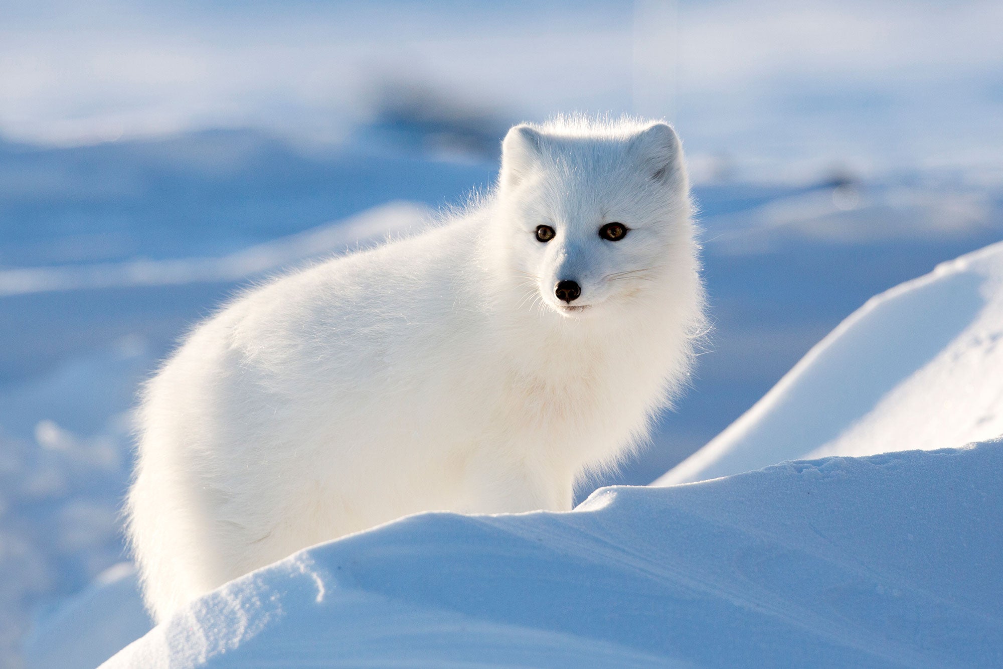 Arctic fox card
