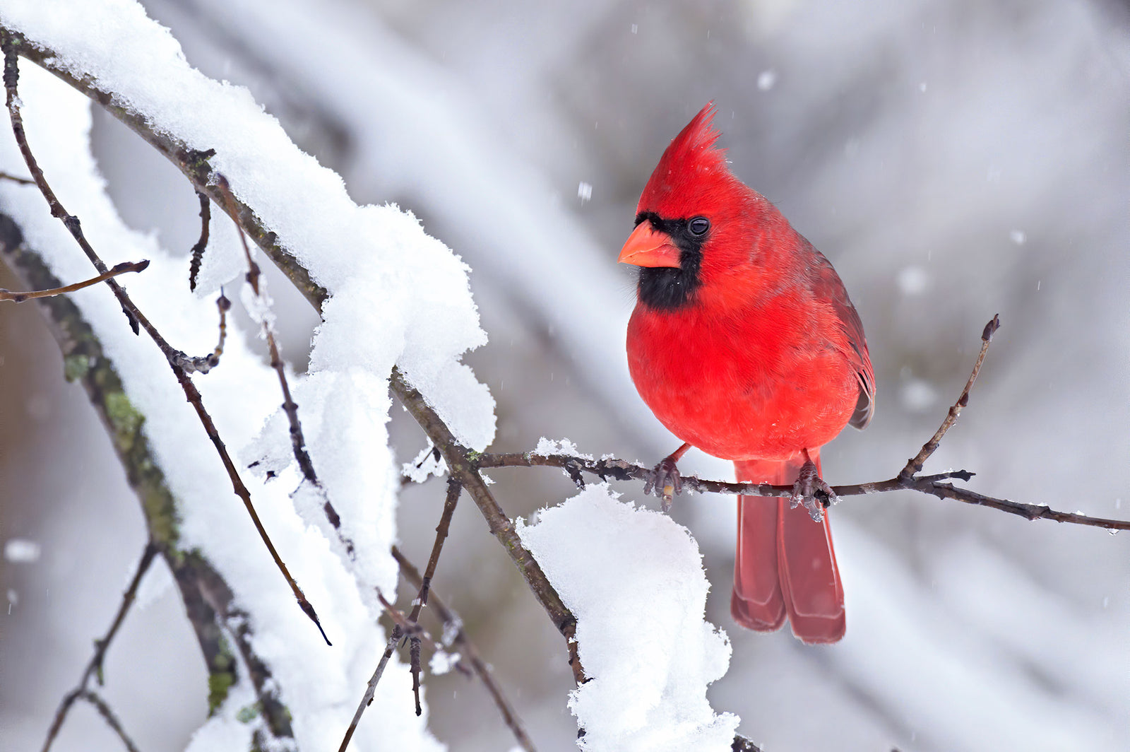 Northern cardinal card