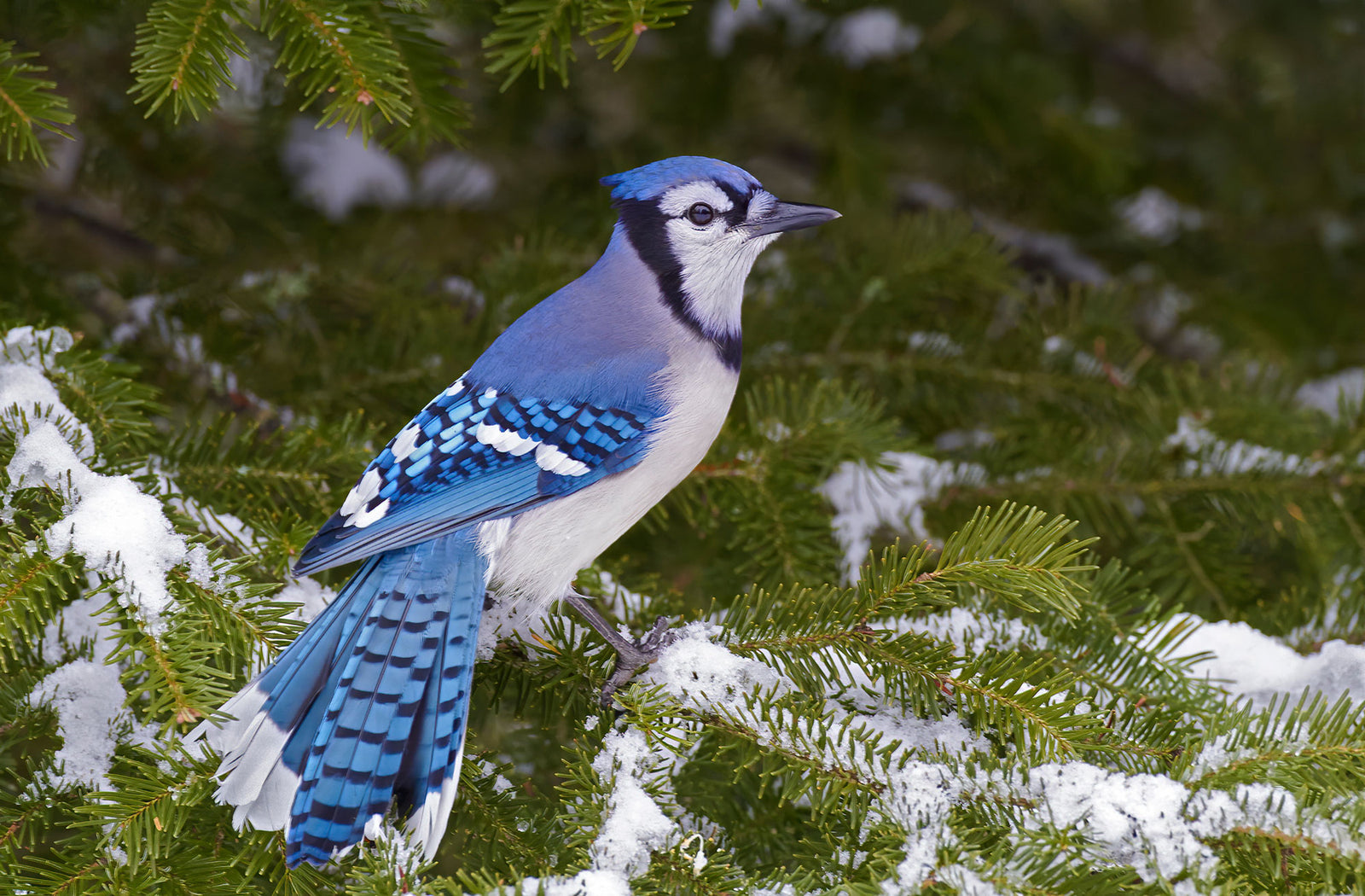 Blue jay card (horizontal)
