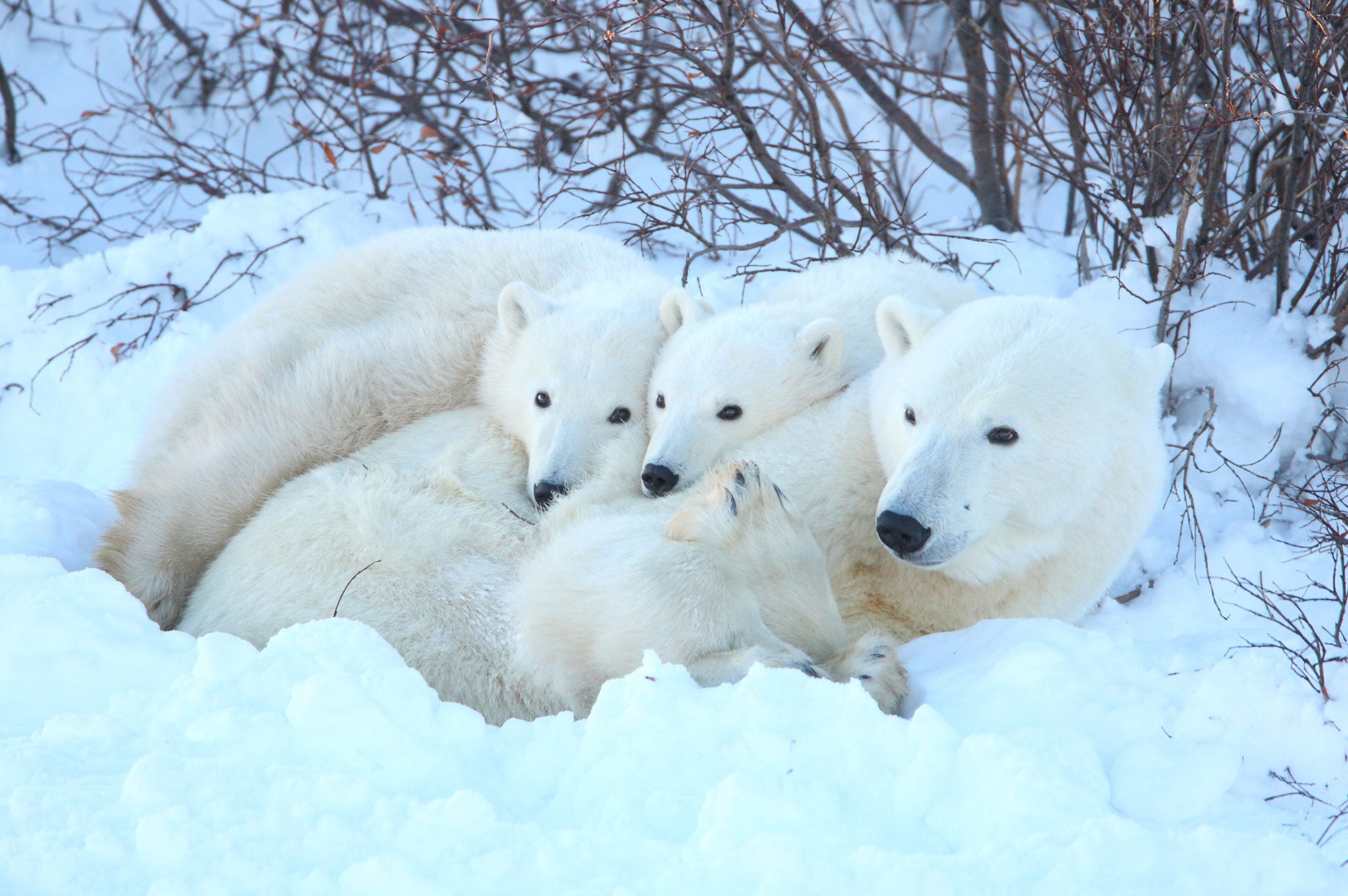 Polar bear family card
