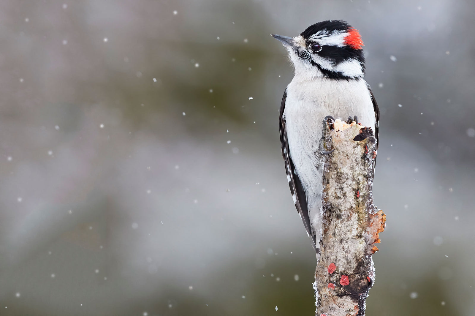 Downy woodpecker card